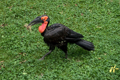 Ugly bird walking