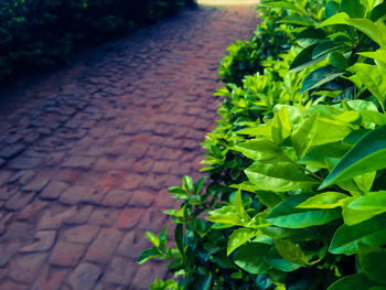 High angle view of plants growing on footpath