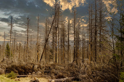 Scenic view of forest against sky