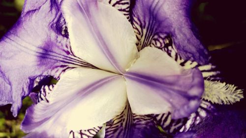 Close-up of flowers