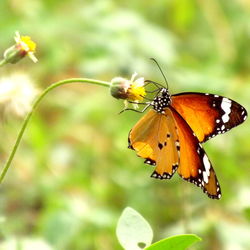 Close-up of butterfly pollinating on flower