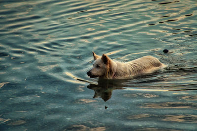 High angle view of dog swimming in lake