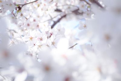 Close-up of cherry blossom