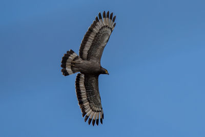 Low angle view of eagle flying against clear blue sky