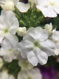 Close-up of white flowers blooming outdoors