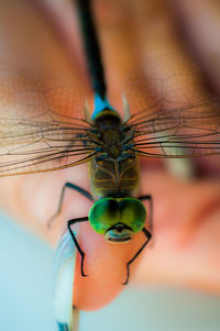 Close-up of butterfly on hand