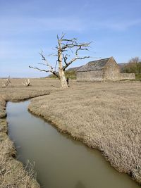 Petrified tree 