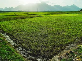 Scenic view of agricultural field against sky