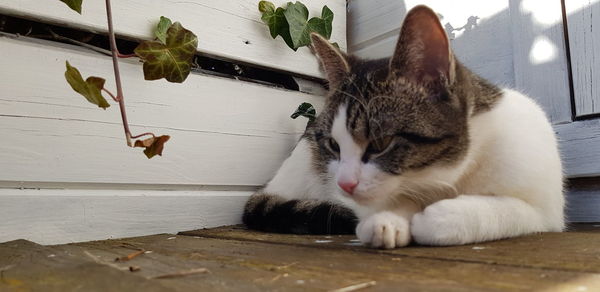 Close-up of a cat