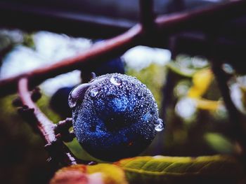 Close-up of wet fruit growing on plant