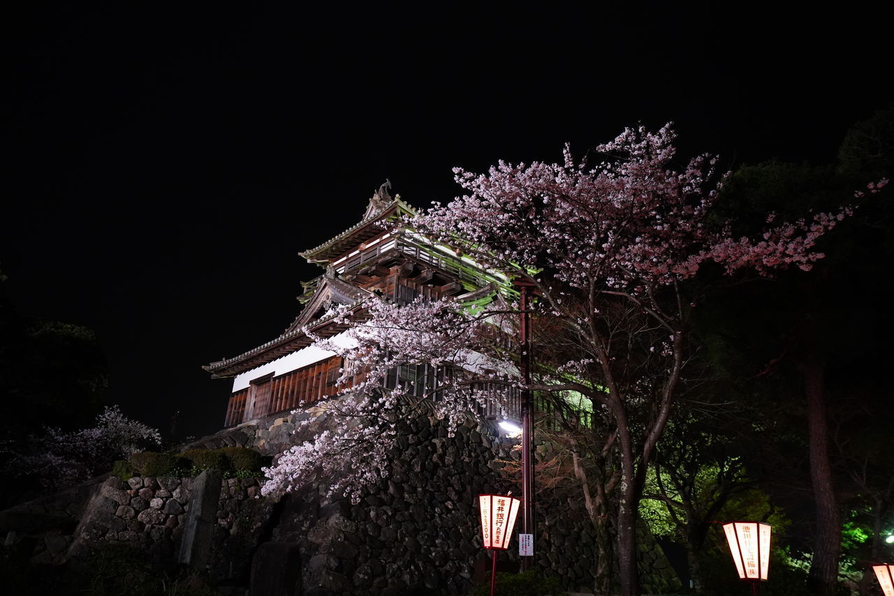 LOW ANGLE VIEW OF ILLUMINATED TREE AGAINST BUILDING AT NIGHT