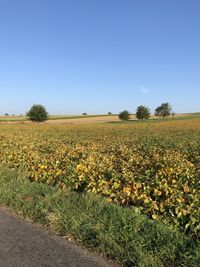 Scenic view of field against clear sky