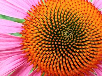 Macro shot of flower