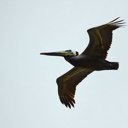 Low angle view of bird flying in sky