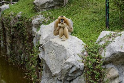 Monkey sitting on rock