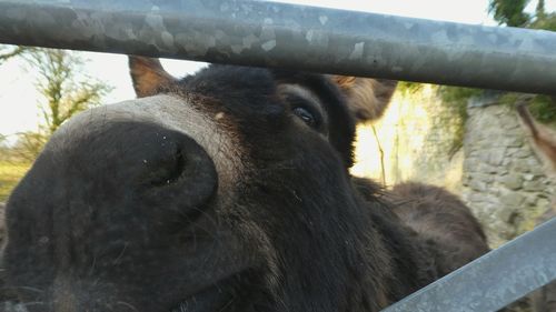 Close-up portrait of horse