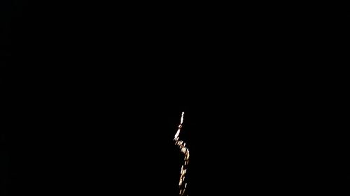 Low angle view of silhouette plant against sky at night