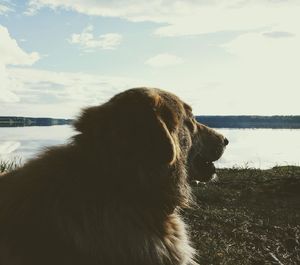 Close-up of dog by lake against sky