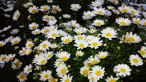 Full frame of daisy flowers