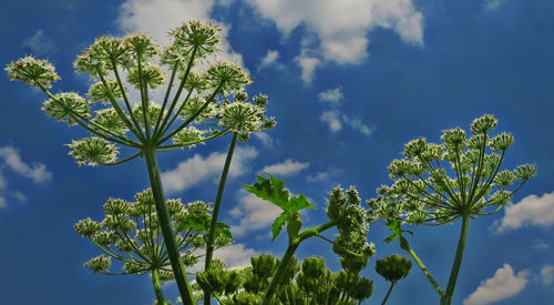 Low angle view of flowering plant against sky