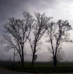 Trees on field against sky