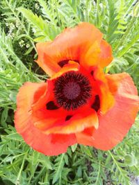 Close-up of poppy blooming outdoors