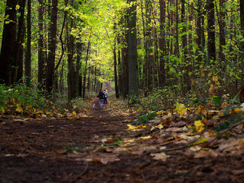 Rear view of man walking on footpath in forest