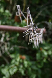 Close-up of insect on plant