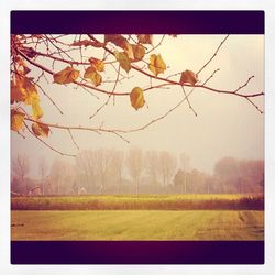 Trees on field