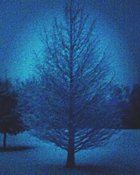 Trees in snow against sky at night