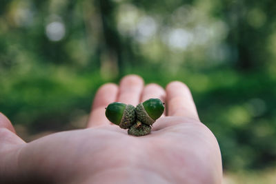 Close-up of hand holding acorns