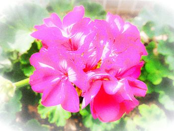 Close-up of pink flowers