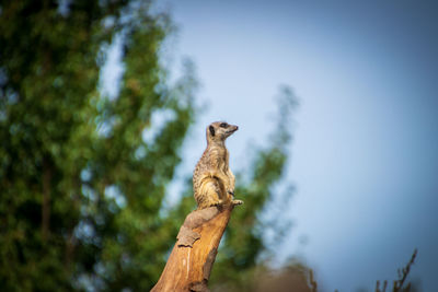 Low angle view of meerkat on tree against sky