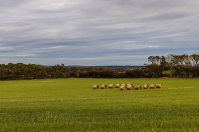 Sheep in a field