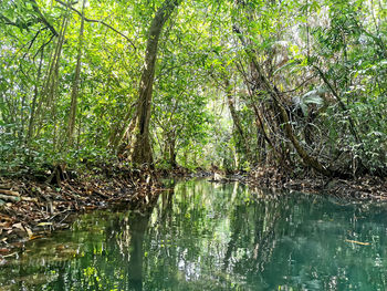 Scenic view of lake in forest