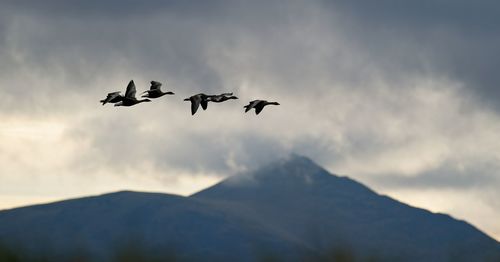 Low angle view of geese flying against sky during sunset