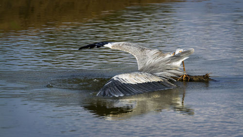 Duck swimming in lake