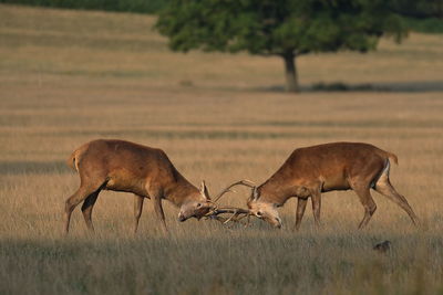 Two young red deer stags mock fighting