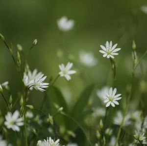 Close-up of white flowers