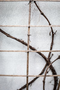 Close-up of barbed wire on wall