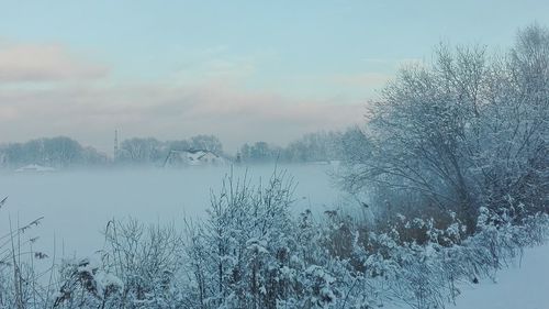 Bare trees on snow covered landscape