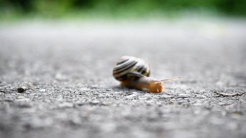 Close-up of insect on road