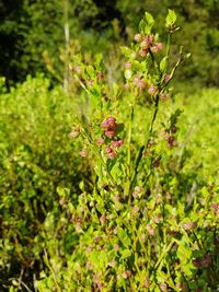 Close-up of flowering plant on field