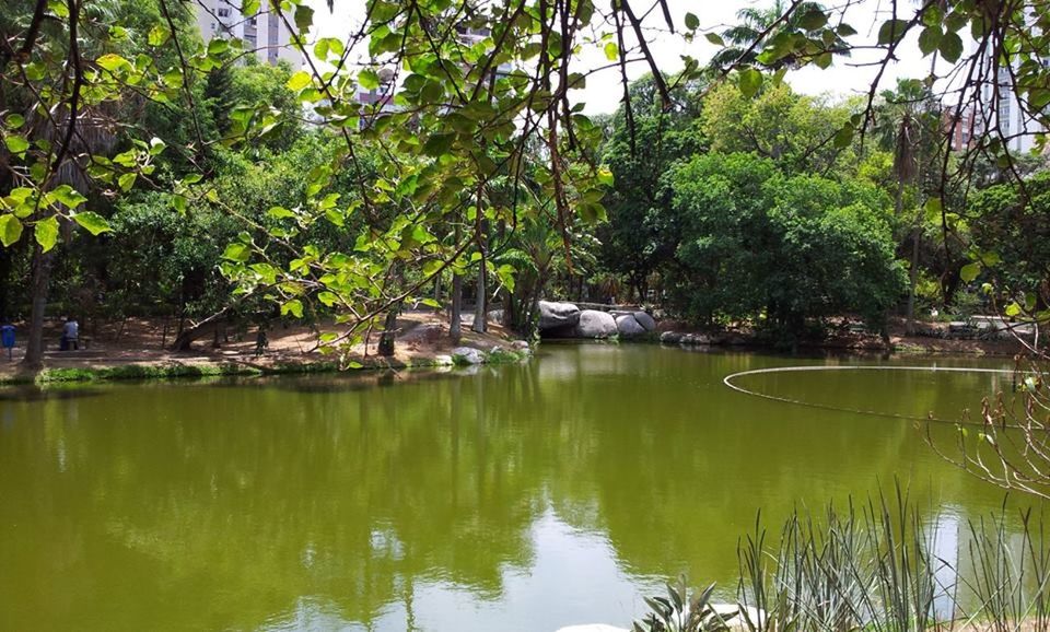 tree, water, reflection, tranquility, green color, lake, tranquil scene, growth, waterfront, nature, beauty in nature, scenics, branch, river, forest, lush foliage, idyllic, plant, green, day