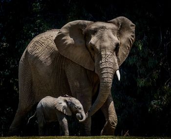 Mother and calf elephant in a forest 