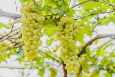 Low angle view of grapes hanging on tree