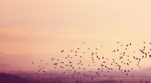 Flock of birds flying against sky at sunset