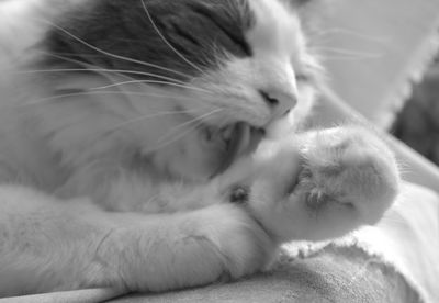 Close-up of cat sleeping