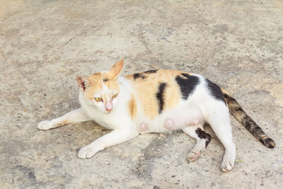 High angle portrait of cat relaxing outdoors