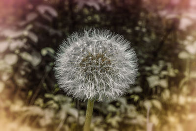 Close-up of dandelion flower